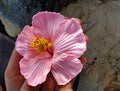 Boho Hibiscus Flower Clips